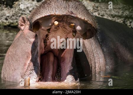 Animaux, zoo Banque D'Images