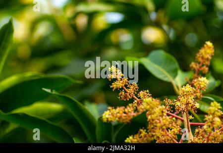 Fleurs de mangue (Mangifera indica) avec des feuilles vertes, dans un foyer peu profond Banque D'Images