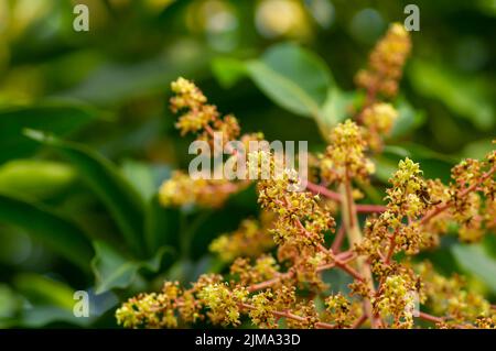 Fleurs de mangue (Mangifera indica) avec des feuilles vertes, dans un foyer peu profond Banque D'Images