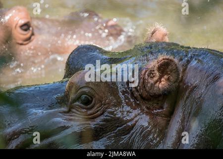 Animaux, zoo Banque D'Images