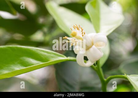 gros plan de la fleur de neroli d'oranger amer, fleur de plante d'agrumes utilisée dans la production d'huile essentielle, fond doux-foyer avec espace de copie Banque D'Images