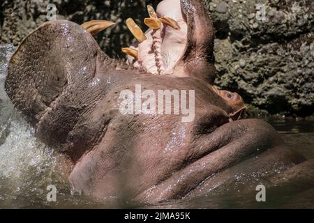 Animaux, zoo Banque D'Images