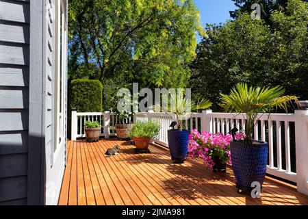 Chat reposant sur une terrasse en bois de cèdre pendant l'été avec jardin fleuri dans des pots Banque D'Images