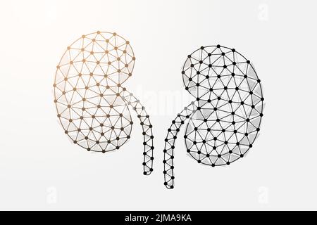 Symbole de poly bas reins 3D avec points connectés. Illustration du vecteur de la transplantation urinaire et humaine. Élément filaire polygonal d'organe interne Illustration de Vecteur