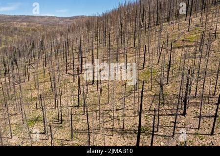 Grand County, Colorado - les séquelles du feu inquiétant est. Le feu a été l'un des plus importants de l'histoire du Colorado, brûlant près de 200 000 acr Banque D'Images