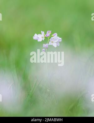 Cuckooflower ou Lady's Smock (Cardamine pratensis) en fleur dans un pré au printemps dans le sud-ouest de l'Angleterre. Banque D'Images