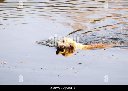 Jeune chien Golden Retriever nageant dans l'eau Banque D'Images