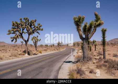 Rue dans le parc national de Joshua Tree en journée ensoleillée avec des arbres sur l'épaule. Banque D'Images