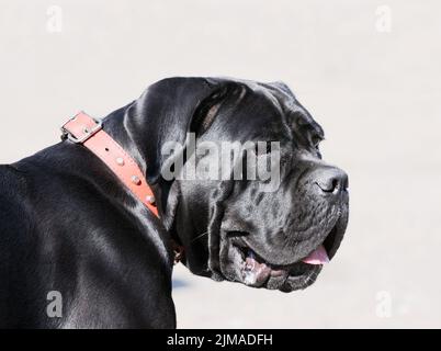 Portrait d'extérieur de chien de canne sur fond gris flou Banque D'Images