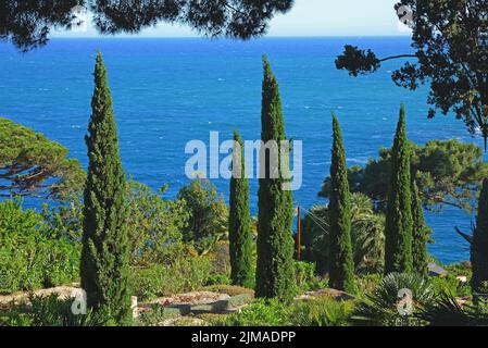 Cyprès dans le jardin botanique de Marimurtra, Blanes, Costa Brava, Espagne Banque D'Images