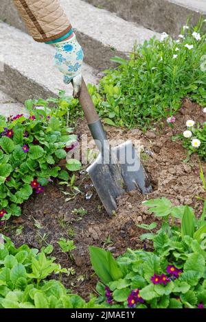 Femme de creuser le sol avec une pelle sur un gros plan d'un jardin Banque D'Images