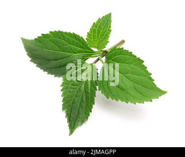 Patchouli (Pogostemon cablin ), ingrédient de parfumerie isolé sur fond blanc Banque D'Images