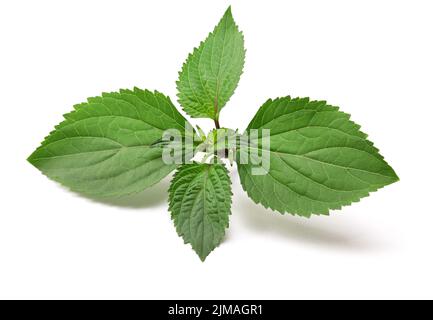 Patchouli (Pogostemon cablin ), ingrédient de parfumerie isolé sur fond blanc Banque D'Images