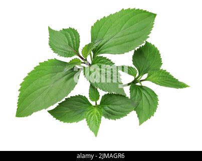 Patchouli (Pogostemon cablin ), ingrédient de parfumerie isolé sur fond blanc Banque D'Images