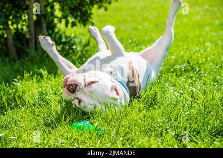 Chien américain blanc Bully mâle avec jouet à l'extérieur sur l'herbe verte. Banque D'Images