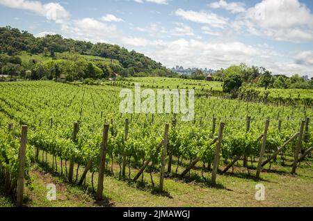 Vignoble de raisins dans la Vale dos Vinhedos dans Bento gonçalves, un vin gaucho. Banque D'Images