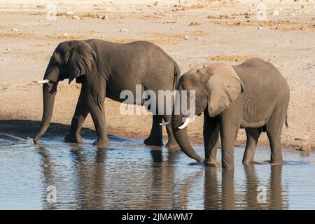 Éléphant d'Afrique, Loxodonta africana, deux personnes buvant au trou d'eau, Parc national d'Etosha, Namibie Banque D'Images