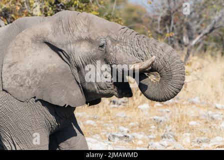 Éléphant d'Afrique, Loxodonta africana, gros plan d'un seul adulte qui boit au trou d'eau, Parc national d'Etosha, Namibie Banque D'Images
