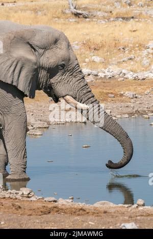 Éléphant d'Afrique, Loxodonta africana, gros plan d'un seul adulte qui boit au trou d'eau, Parc national d'Etosha, Namibie Banque D'Images