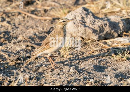 African pipit, Anthus cinnamomeus, adulte unique debout sur une courte végétation, Parc national d'Etosha, Namibie Banque D'Images