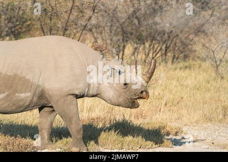 Rhinocéros noirs ou rhinocéros noirs, Diceros bicornis, gros plan de la tête de la marche des adultes dans le Bush, Parc national d'Etosha, Namibie Banque D'Images