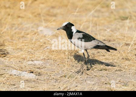 Pluvier forgeron, Vanellus armatus, adulte unique debout sur une courte végétation, Parc national d'Etosha, Namibie Banque D'Images