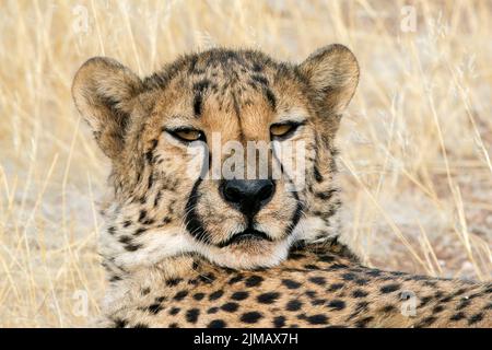 cheetah, Acinonyx jubatus, gros plan du visage d'un adulte couché sur terre, Parc national d'Etosha, Namibie Banque D'Images