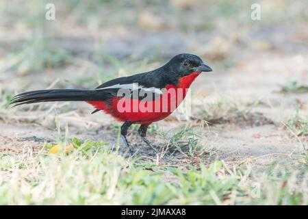 Crevette cramoisi, Laniarius épicoccineus, adulte unique debout sur une courte végétation, Parc national d'Etosha, Namibie Banque D'Images