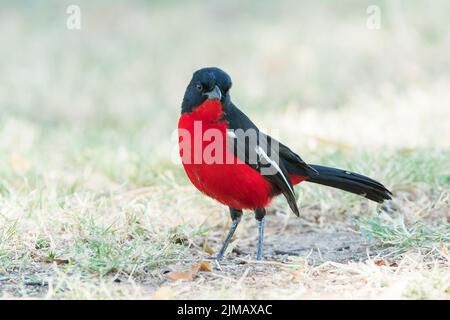 Crevette cramoisi, Laniarius épicoccineus, adulte unique debout sur une courte végétation, Parc national d'Etosha, Namibie Banque D'Images