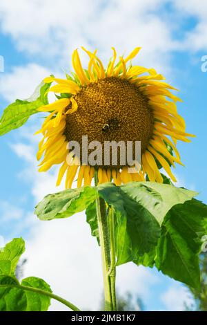 Tournesol avec une abeille contre un ciel nuageux en été Banque D'Images