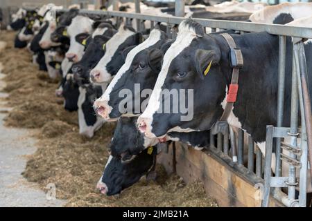 Agriculture vaches laitières dans une ferme laitière Banque D'Images