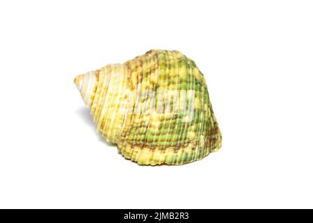 Image d'une coque de mer Turbo verte sur fond blanc. Animaux sous-marins. Coquillages. Banque D'Images