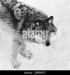 Un magnifique loup noir et blanc debout dans la neige Banque D'Images