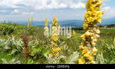 Un gros plan des fleurs jaunes de mullein dans le champ Banque D'Images