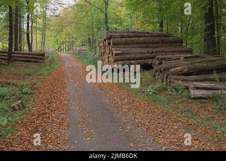 Deister - chemin de forêt automnale avec des piles de bois, Allemagne Banque D'Images