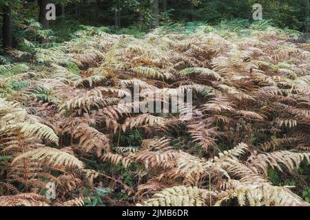 Pteridium aquilinum, crochène commun à l'automne, Deister, Allemagne Banque D'Images