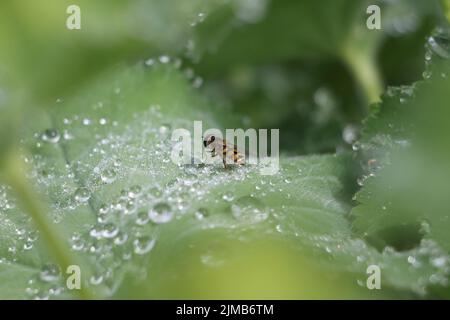 Photo macro d'un bourdon perché sur une feuille verte d'une plante recouverte de gouttes d'eau Banque D'Images