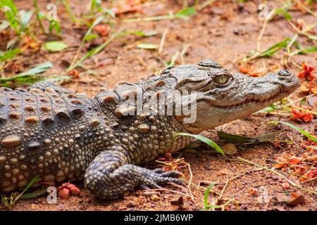 Crocodiles rampant sur le terrain au zoo d'Arignar à Chennai, Inde Banque D'Images