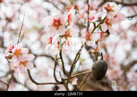 Amande mûre unique coquille de noix et de fleurs sur un arbre dans Pomos, Chypre Banque D'Images