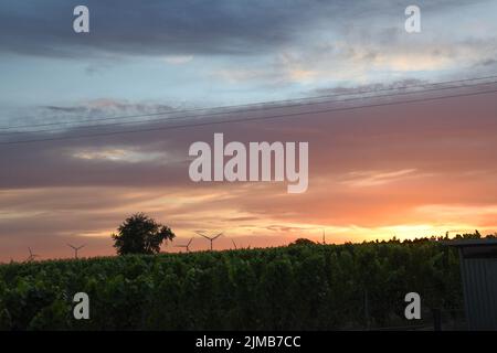 Les vignobles verts et les éoliennes à un beau coucher de soleil. Rhénanie-Palatinat, Allemagne. Banque D'Images