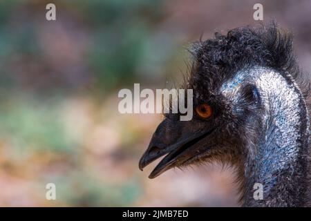 Gros plan de la tête de l'oiseau de l'émeu du côté avec le fond flou Banque D'Images