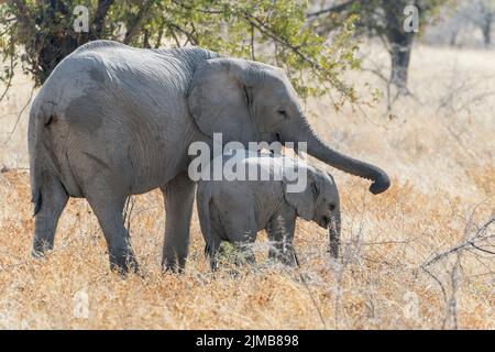 Éléphant d'Afrique, Loxodonta africana, bébé unique avec un individu plus âgé debout sur une courte végétation, Parc national d'Etosha, Namibie Banque D'Images