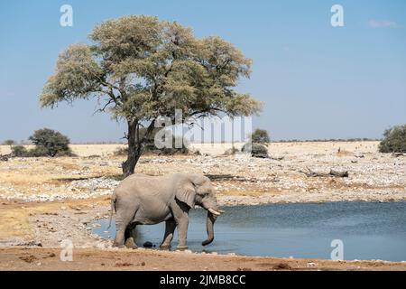 Éléphant d'Afrique, Loxodonta africana, adulte unique buvant au trou d'eau, Parc national d'Etosha, Namibie Banque D'Images