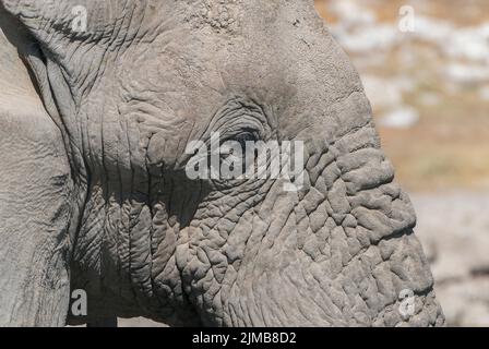 Éléphant d'Afrique, Loxodonta africana, gros plan de la tête d'un seul adulte qui boit au trou d'eau, Parc national d'Etosha, Namibie Banque D'Images