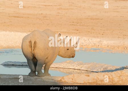 Rhinocéros noirs ou rhinocéros noirs, Diceros bicornis, femme adulte qui boit au trou d'eau, Parc national d'Etosha, Namibie Banque D'Images