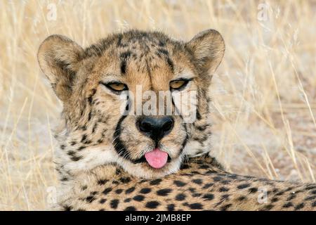 cheetah, Acinonyx jubatus, gros plan du visage d'un adulte couché sur terre, Parc national d'Etosha, Namibie Banque D'Images