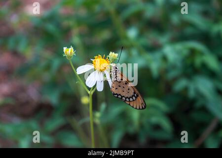 le papillon acraea terpsicore perché sur une fleur bidens pilosa. photographie de la nature Banque D'Images