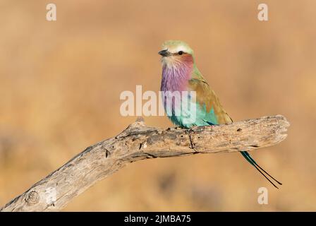 Rouleau lilas, Coracias caudatus, adulte unique perché sur une branche d'arbre, Parc national d'Etosha, Namibie Banque D'Images