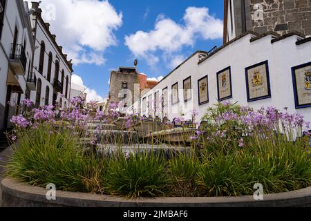 La Purple Society Garlic fleurit dans la rue de Paseo de Canarias village Firgas, îles Canaries, Espagne Banque D'Images