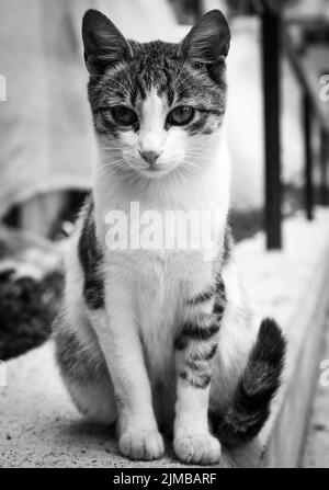 Un gros plan vertical en niveaux de gris d'un chat mignon debout calme dans les rues Banque D'Images